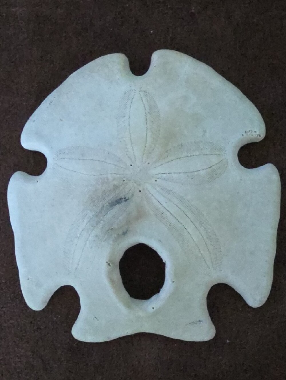 Real Decorative White Two Starfish and Sand Dollar And Sea Biscuit! - Picture 8 of 12